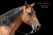 Superbe Qh à vendre
