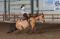 Superbe Qh à vendre