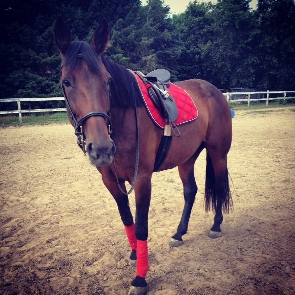 Demi-pension jument standardbred