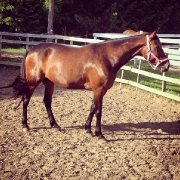 Demi-pension jument standardbred