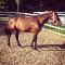 Demi-pension jument standardbred