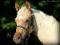 Poulain QH Palomino Rouan ''TRÈS FLASHY'' !!.