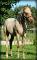 Poulain QH Palomino Rouan ''TRÈS FLASHY'' !!.