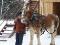 Attelage double pour chevaux