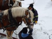Attelage double pour chevaux