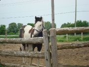 poulain 