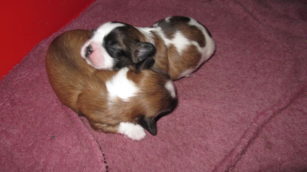 chiot shit tzu