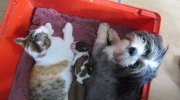 chiot shit tzu