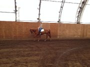 CHEVAL DÉBUTANT POUR TOUTE LA FAMILLE!!! 