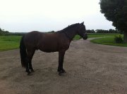 Superbe cheval avec excellent tempérament! 