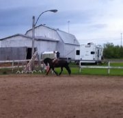 Superbe cheval avec excellent tempérament! 