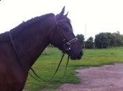 Superbe cheval avec excellent tempérament! 