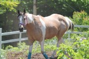Cheval Paint a vendre!!
