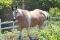 Cheval Paint a vendre!!