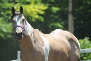 Cheval Paint a vendre!!