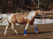 Cheval Paint a vendre!!