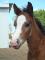 poulain