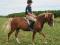 Étalon Welsh à vendre, 1000$ négo