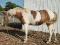 Plusieurs poneys welsh à vendre (1 à 7 ans)