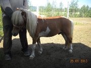 Chevaux miniatures