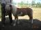 Chevaux miniatures