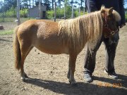 Chevaux miniatures