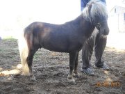 Chevaux miniatures
