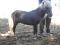 Chevaux miniatures