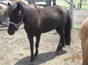 Chevaux miniatures