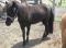 Chevaux miniatures