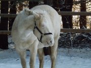 PH enr., 15m, gelding, perlino, magnifique cheval!