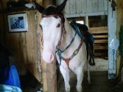 Beau guilding 8ans