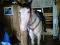 Beau guilding 8ans