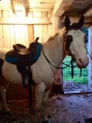 Beau guilding 8ans