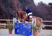 Poney de compétition