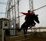 Demi-Pentsion arabeXCanadien Cheval  au coeur de...