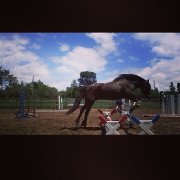 Demi-Pentsion arabeXCanadien Cheval  au coeur de laval