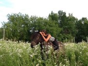 Demi-Pentsion arabeXCanadien Cheval  au coeur de laval