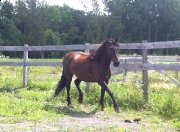 Demi-Pentsion arabeXCanadien Cheval  au coeur de laval