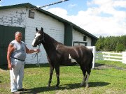 Cheval Guelding Paint Horse