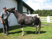 Jument Paint horse
