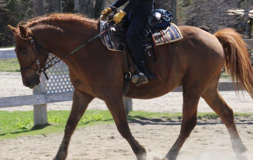 Hongre croisé Andalou x quarter horse 6 ans