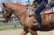 Hongre croisé Andalou x quarter horse 6 ans