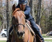Hongre croisé Andalou x quarter horse 6 ans