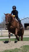 Hongre croisé Andalou x quarter horse 6 ans