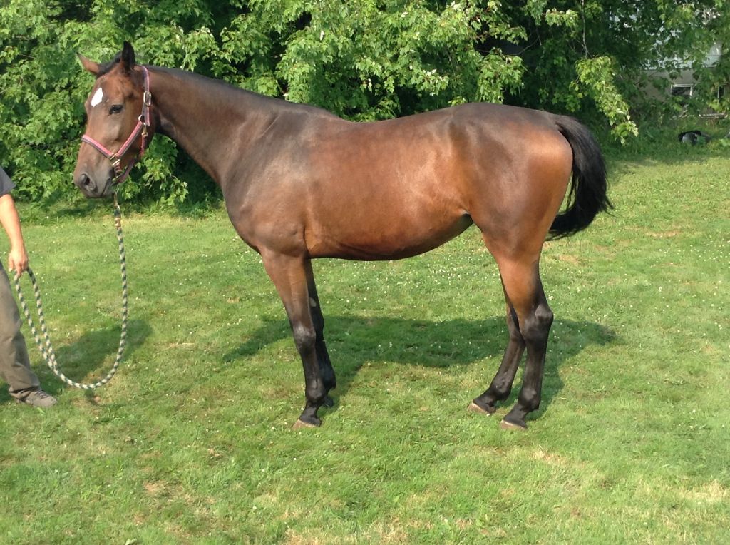 Prix reduit-nouvelle video Jument 4 ans 16'3 enr Cdn WB