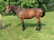 Prix reduit-nouvelle video Jument 4 ans 16'3 enr...