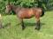 Prix reduit-nouvelle video Jument 4 ans 16'3 enr...
