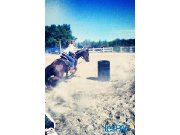 Cheval de barils 2D à vendre