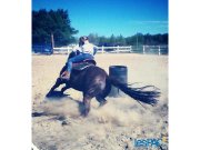 Cheval de barils 2D à vendre